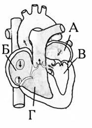 Какой цифрой на рисунке обозначена камера сердца в которую кровь поступает из большого круга