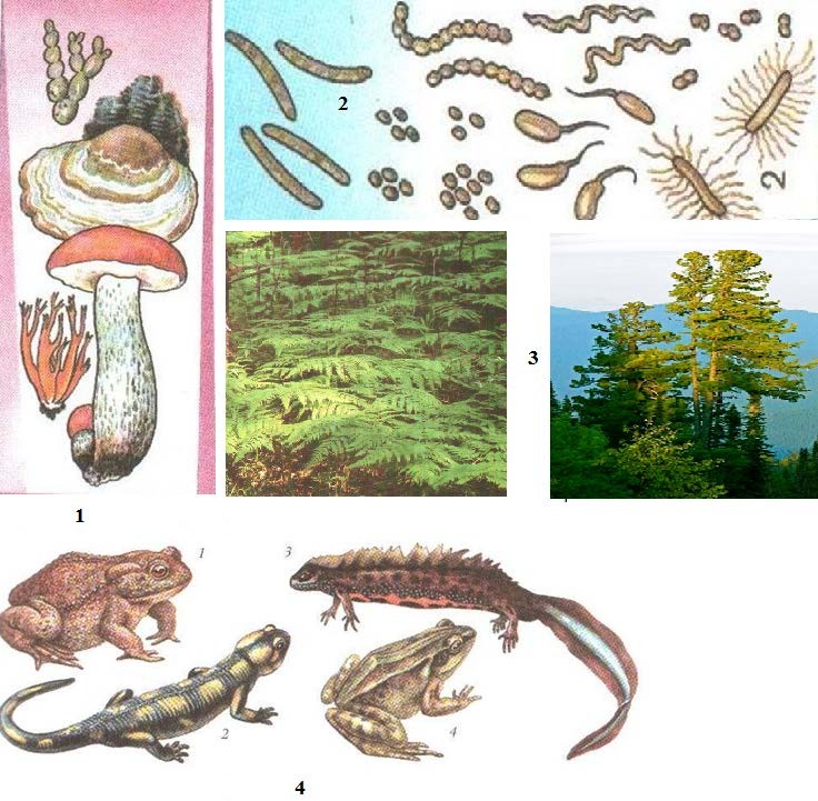 Определи к каким группам относятся изображенные на фотографиях организмы