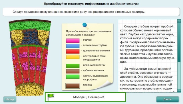 Рассмотреть рисунок представленный ниже номерами