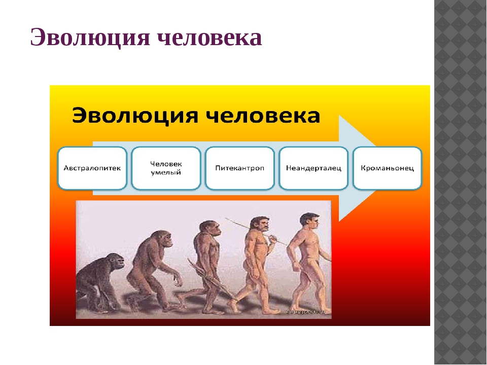 Эволюция человека презентация 9 класс. Происхождение человека. Факторы эволюции. Основные этапы эволюции человека. Доказательства антропогенеза.