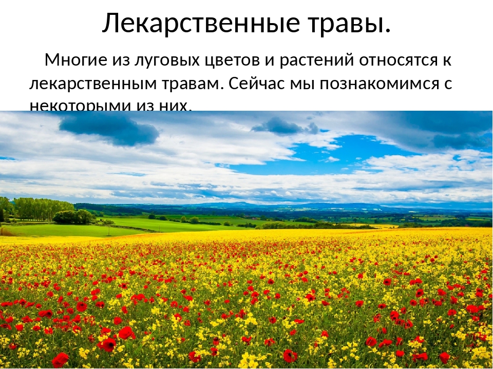 Презентация цветущий луг