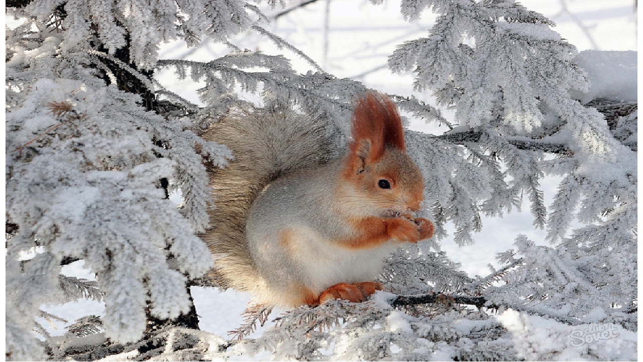 Краткие зимние