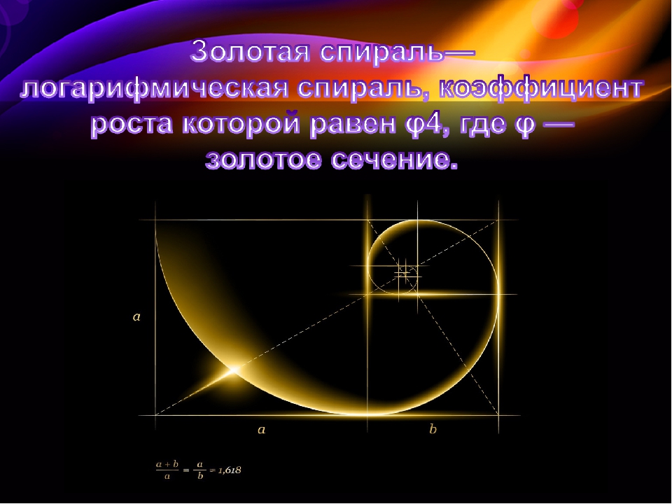 Гипотеза об истоках золотого сечения проект
