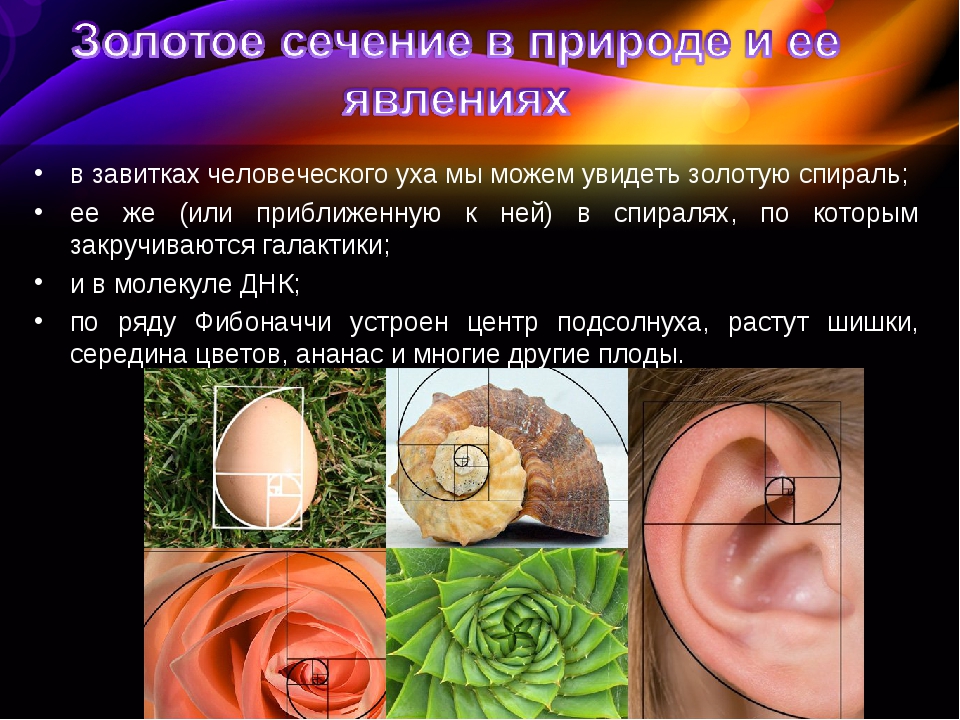 Золотое сечение презентация 10 класс