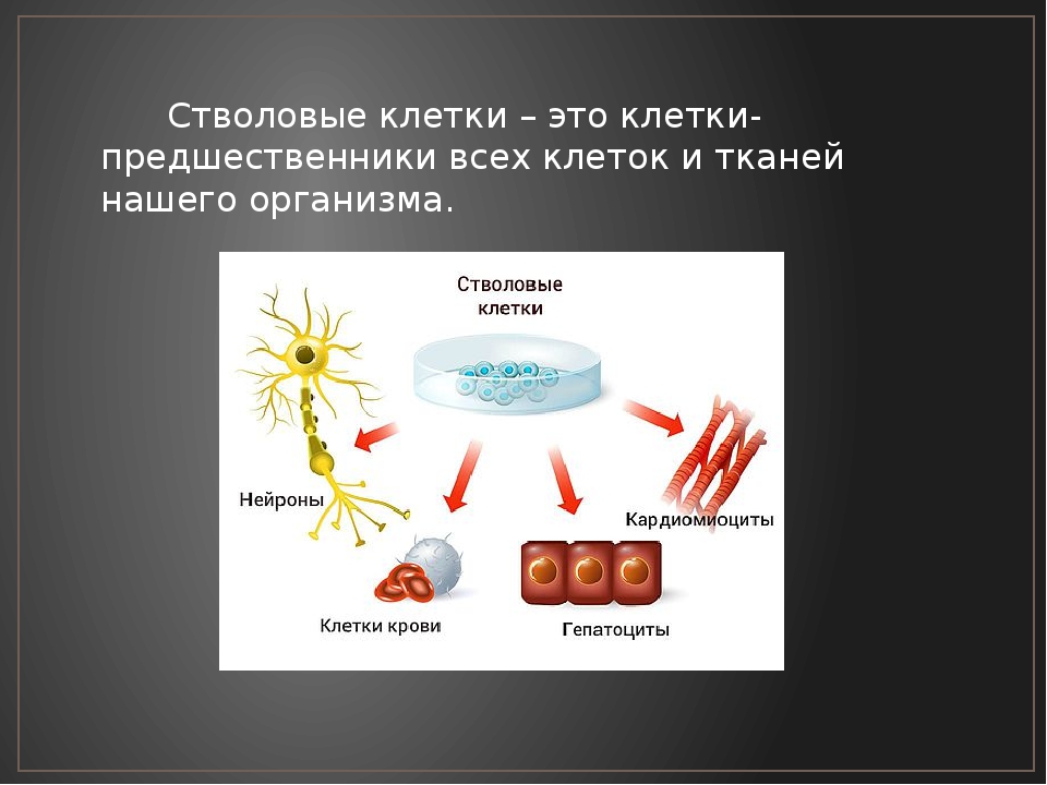 Стволовые клетки презентация 11 класс