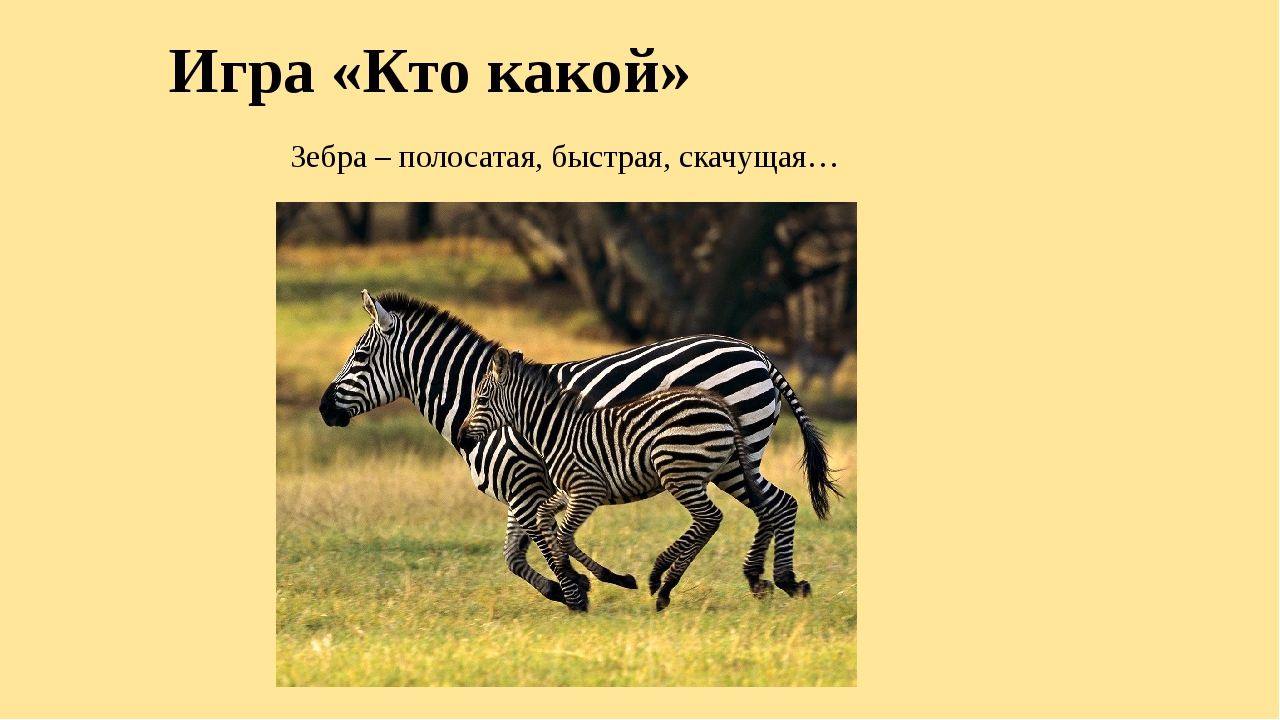 Песенка про зебру. Зебра жарких стран. К какому отряду относится Зебра. Рассказ про жарких стран животных Зебра. Где живёт Зебра на каком материке.