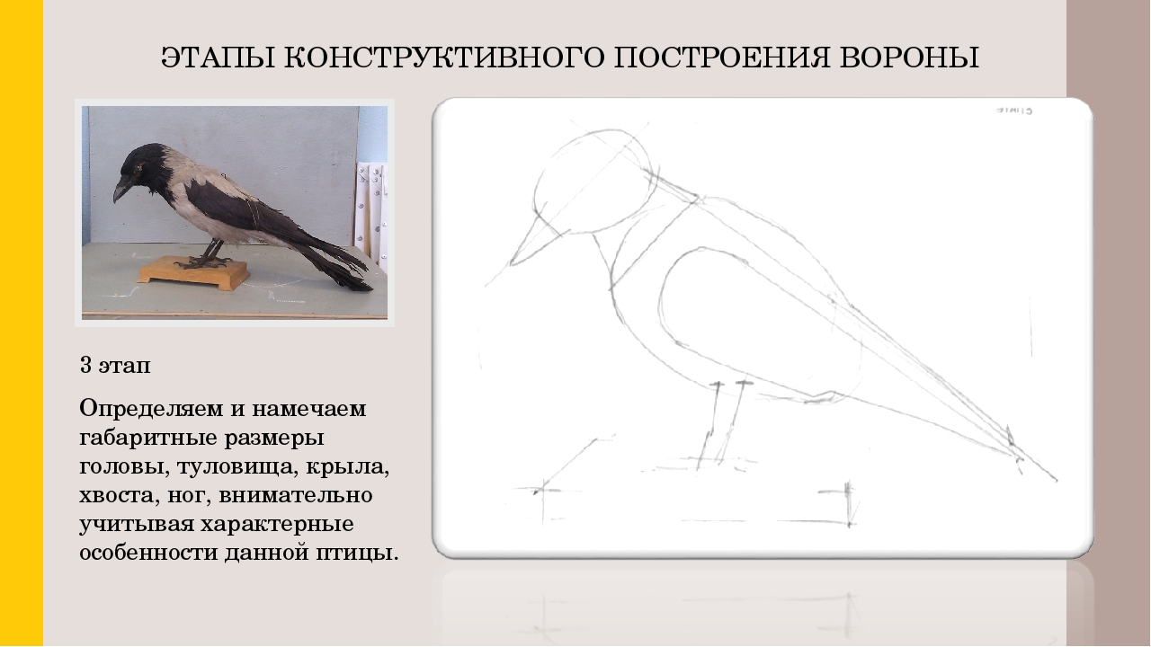 Изо пропорции выражают характер. Конструктивное рисование птиц. Чучело птицы рисунок. Построение чучела птицы. Поэтапное рисование чучела птицы.