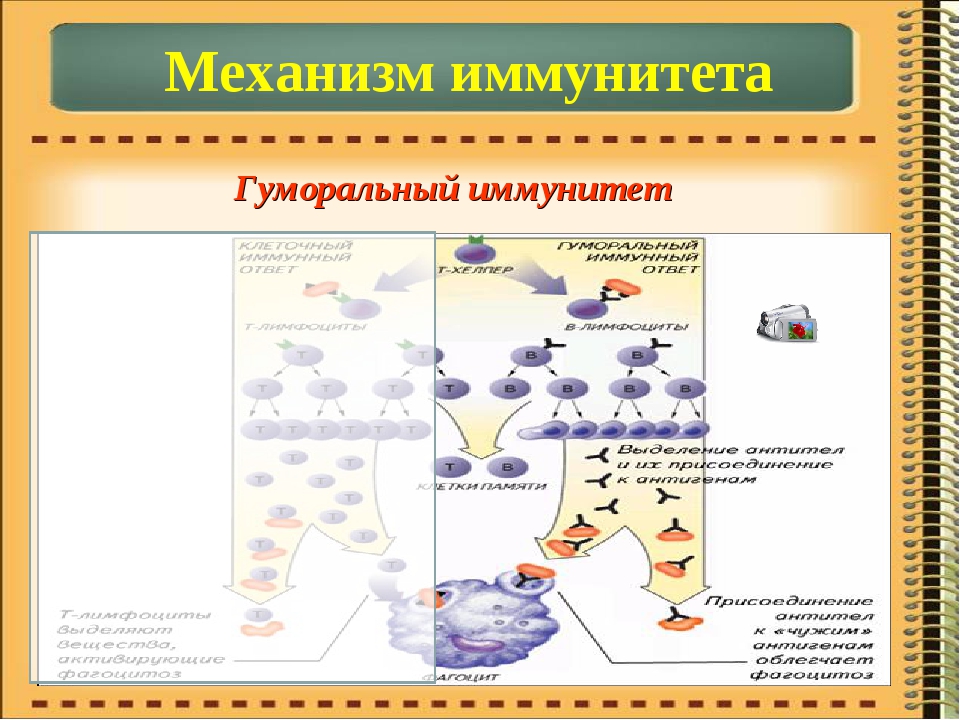 Эволюция иммунитета презентация