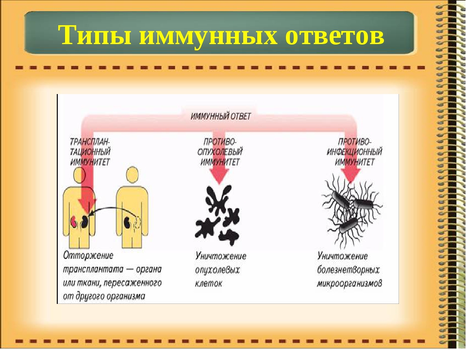 Классификация видов и форм иммунитета микробиология схема