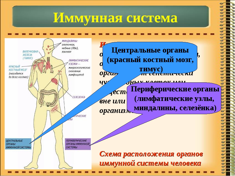 Иммунная система презентация