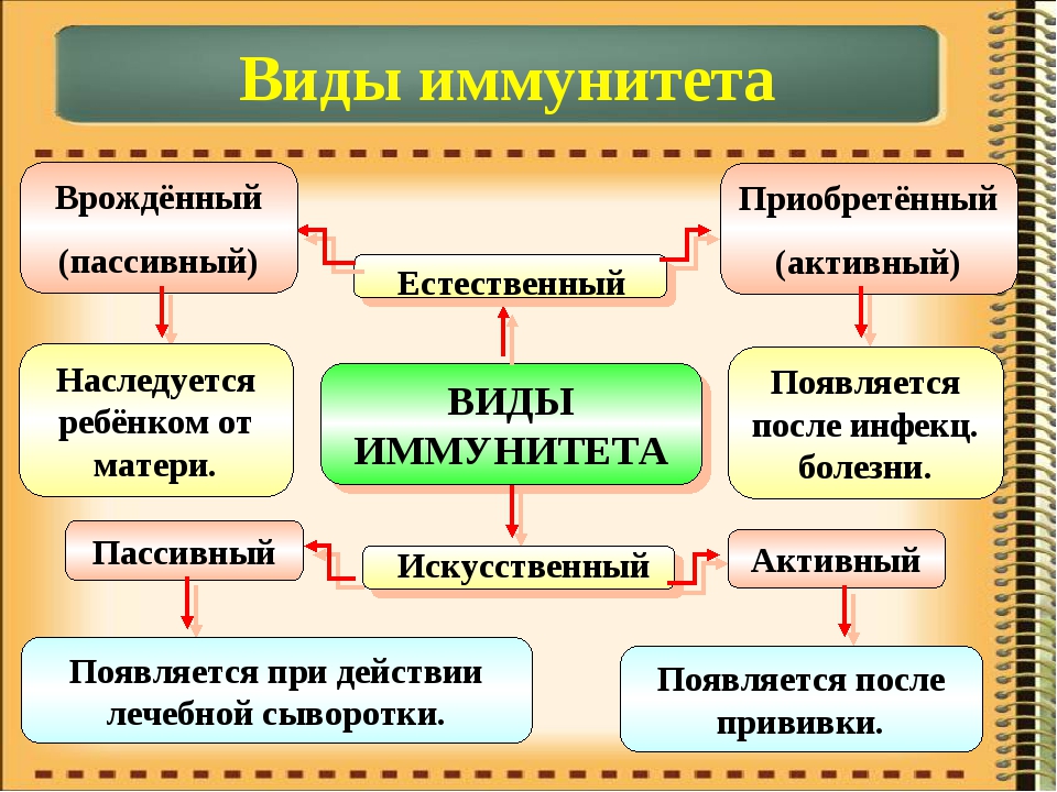 Иммунитет 8 класс биология презентация