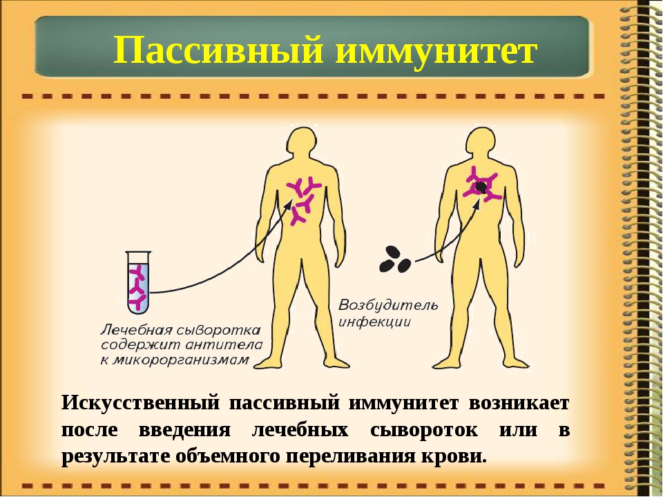 Иммунитет 8 класс биология презентация