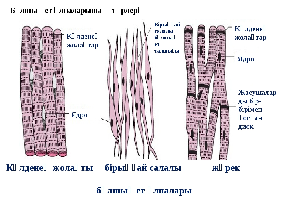 Бұлшық ет презентация