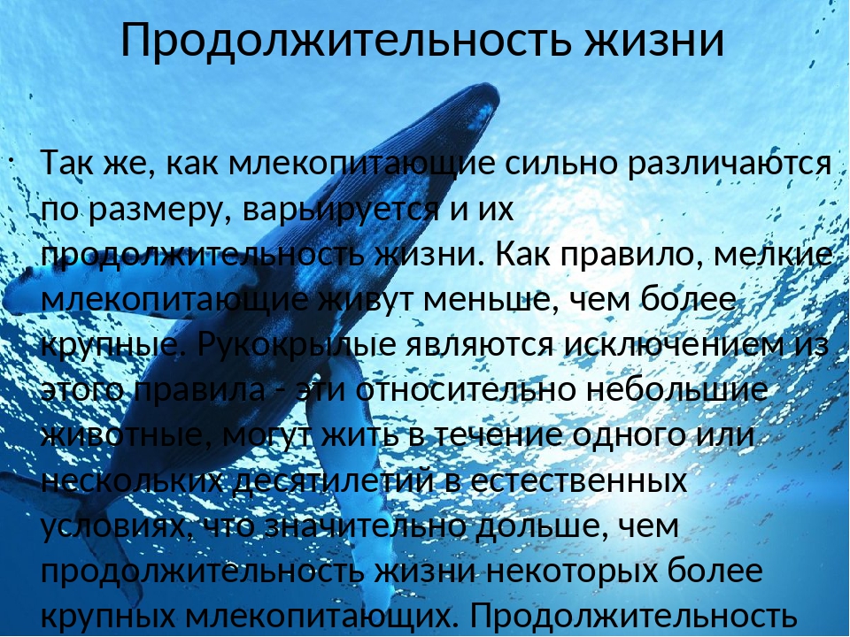 Общая характеристика млекопитающих 7 класс биология презентация