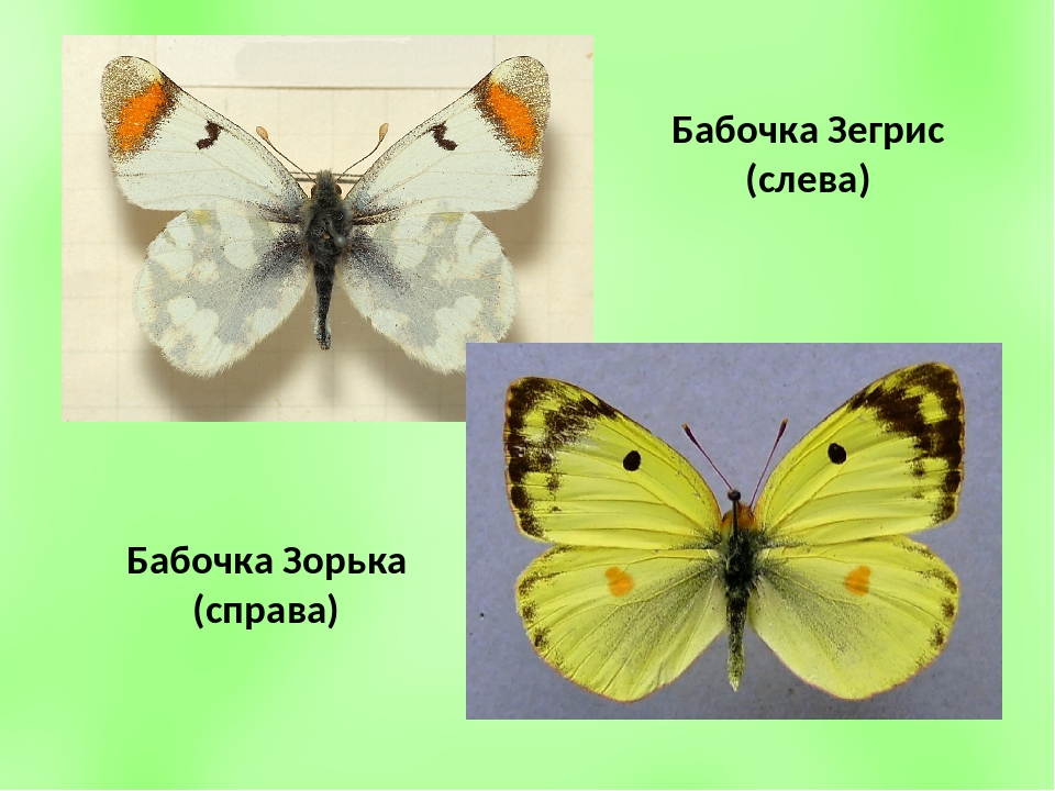 Бабочки окружающий 2 класс рабочая. Бабочка Зорька презентация. Зорька бабочка окружающий мир. Бабочка Зорька описание. Бабочка Зорька 2 класс окружающий мир.