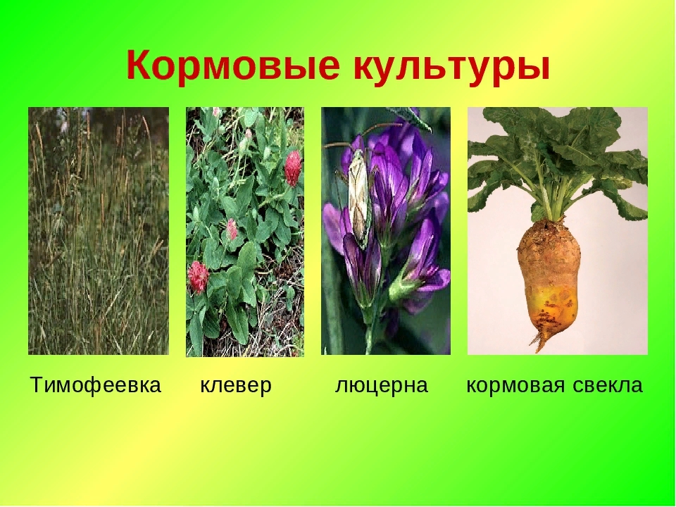 Кормовые культуры. Тимофеевка Клевер люцерна кормовая свекла. Кормовые культуры Тимофеевка Клевер люцерна. Клевер и люцерна это кормовые культуры. Кормовые травы (Тимофеевка, Клевер, люцерна).