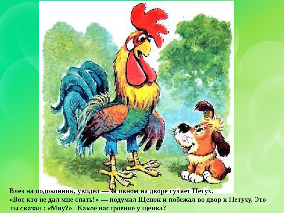 Петух и собака. Сутеев кто сказал мяу иллюстрации. Кто сказал мяу картинки. Фон детский с петушком. Картинка петух и собака