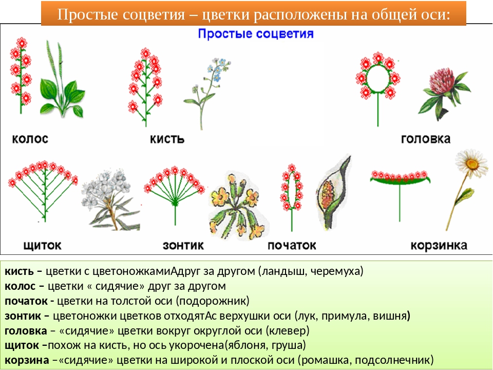 Сообщение на тему соцветие. Соцветия растений. Разнообразие соцветий. Схема строения цветка соцветия. Маленькие соцветия.