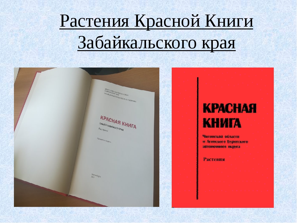 Красная книга забайкальского края растения фото и описание