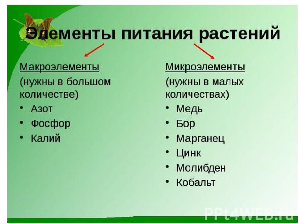 Какие микроэлементы нужны растениям. Макроэлементы растений. Элементы питания растений. Элементы питания растений микроэлементы и макроэлементы. Элементы необходимые растениям.