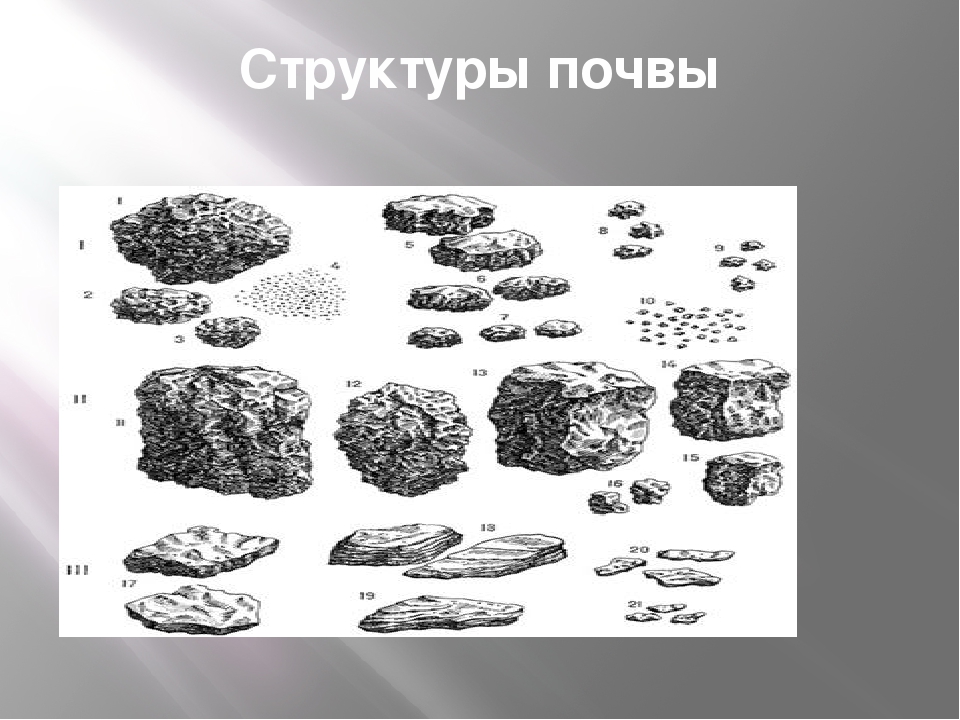 Почва особое природное образование презентация 8 класс пятунин