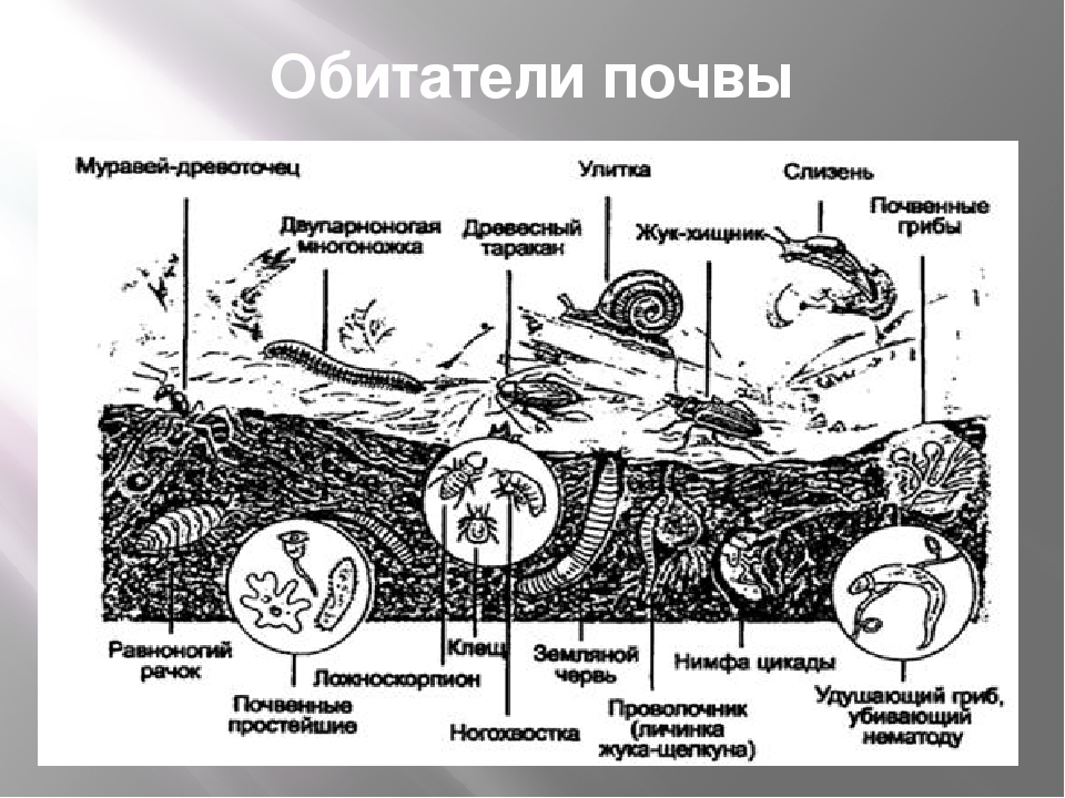 Почва особое природное образование презентация 8 класс пятунин