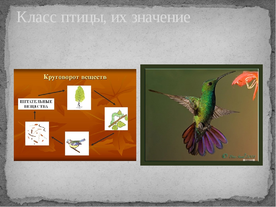 Многообразие птиц презентация 7 класс