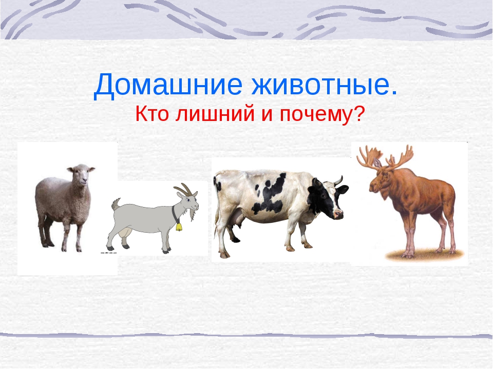 Лишние животные. Четвертый лишний домашние животные. Кто лишний домашние животные. Найди лишнее животное. Кто лишний домашние и Дикие животные.