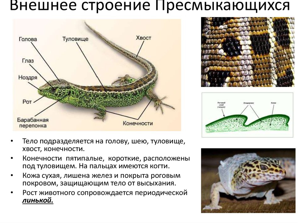 Внешнее строение ластоногих фото