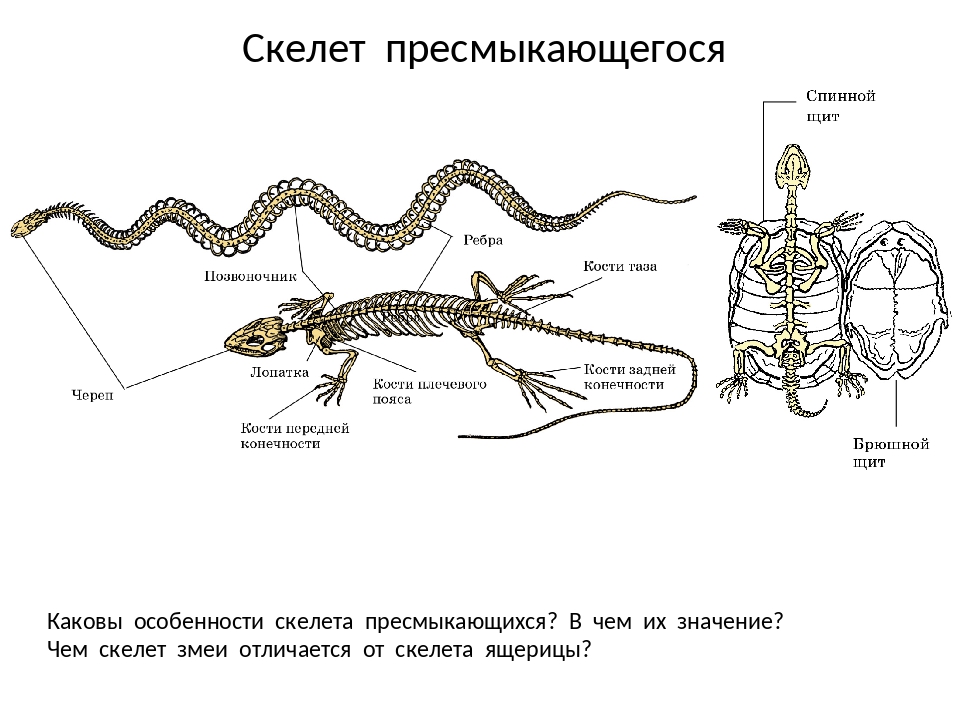 Костный скелет пресмыкающихся. Пресмыкающиеся строение скелета. Внутреннее строение пресмыкающихся кости. Скелет змеи строение.