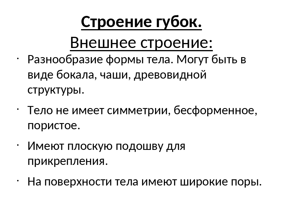 Губки презентация 7 класс биология