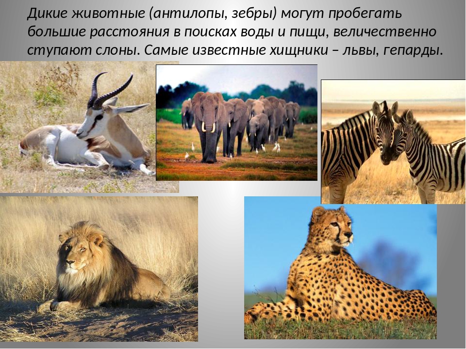 Лев в какой природной зоне. Зебра и антилопа Тип взаимоотношений. Зебра обитатель природной зоны:. Живот животные природных зон. Антилопы, львы, гепарды, Бегемоты — животные природной зоны:.