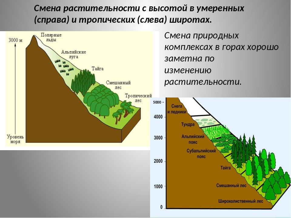 Презентация на тему природные зоны 6 класс