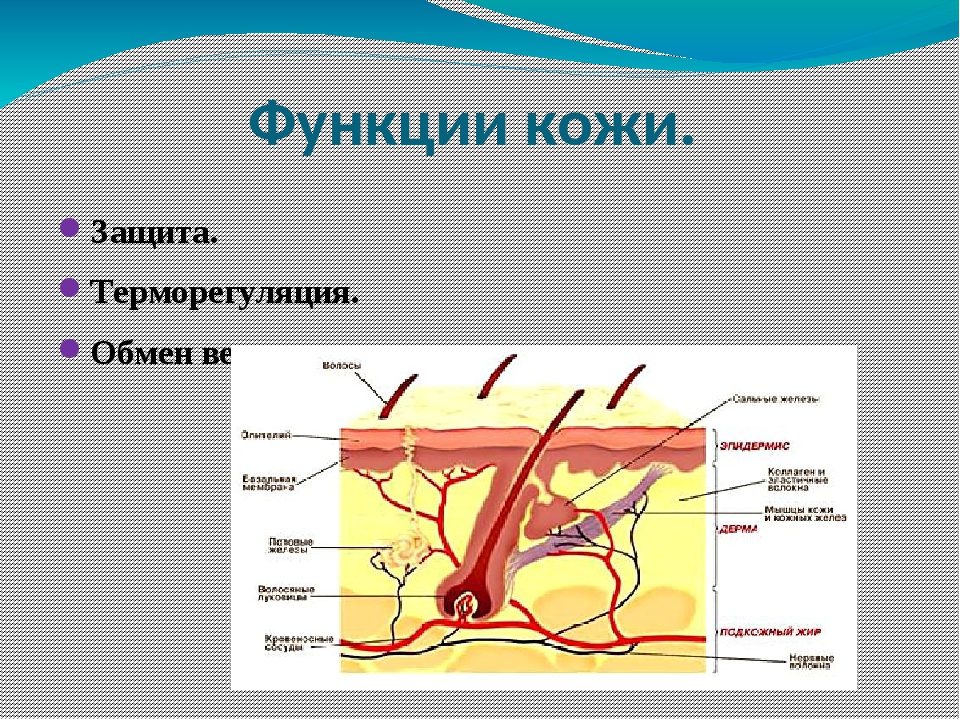 Гигиена кожи презентация 8 класс биология