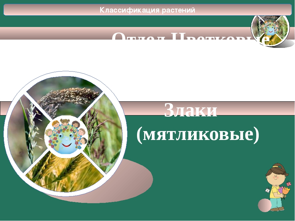 Тест по биологии семья. Зачет биология семейства. Семейство злаки.