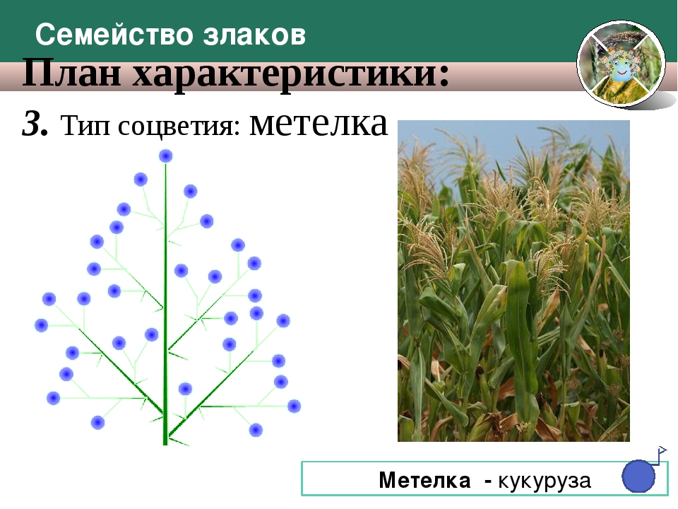 Проект по биологии семейство злаковые