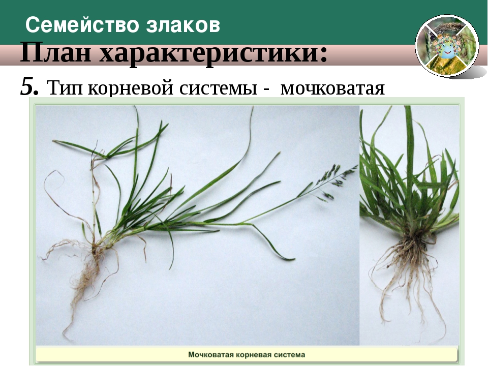 Какие корни хорошо выражены у проростков злаков. Тип корневой системы злаковых. Корневище у злаковых. Злаки Тип корневой системы. Семейство злаковые корневая система.