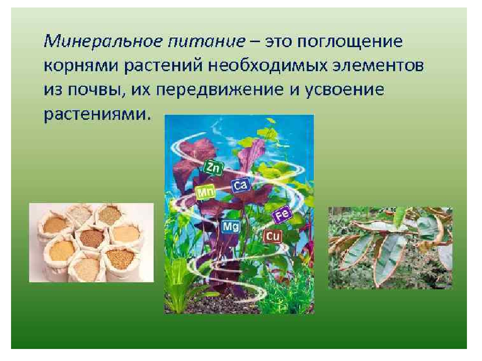 Презентация по биологии 6 класс совместная жизнь организмов в природном сообществе