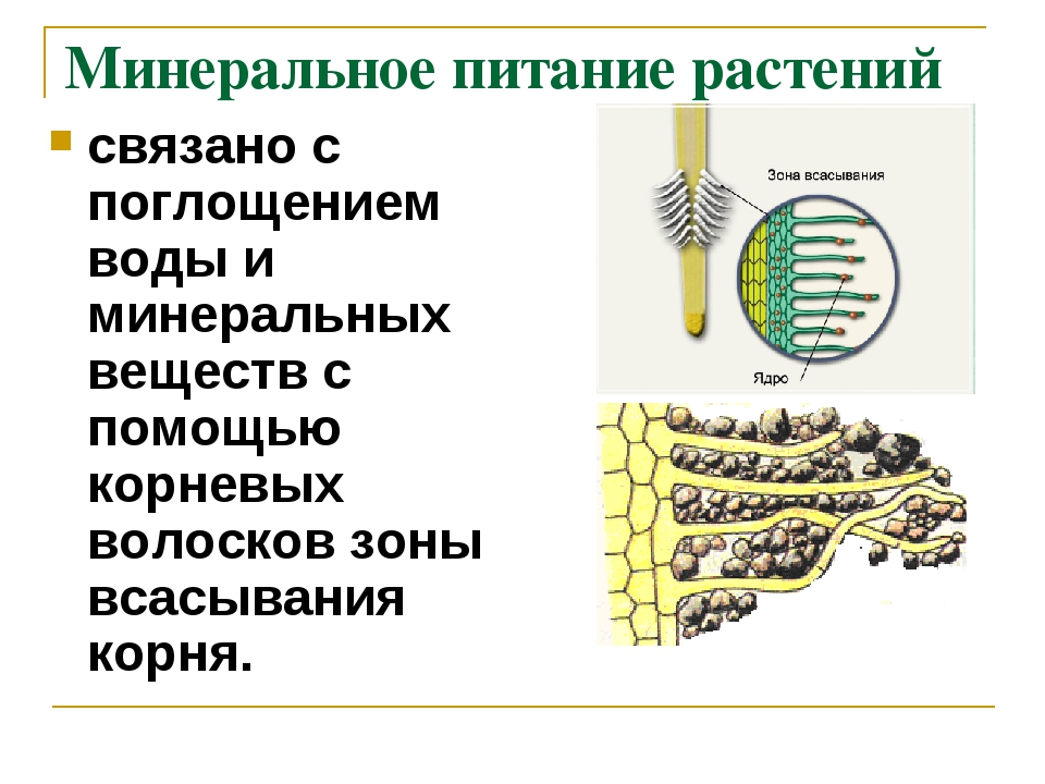 Нормы питания проект по биологии