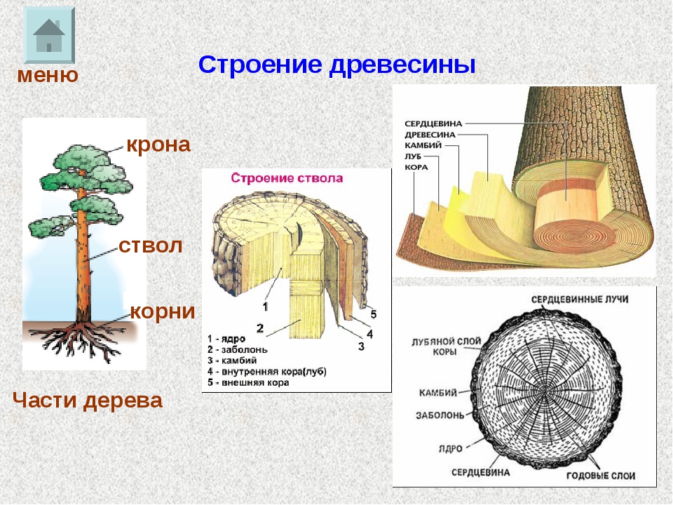 Строение дерева схема