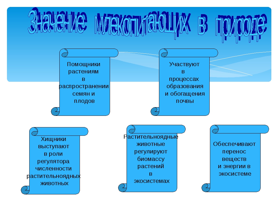 Значение млекопитающих для человека презентация 8 класс