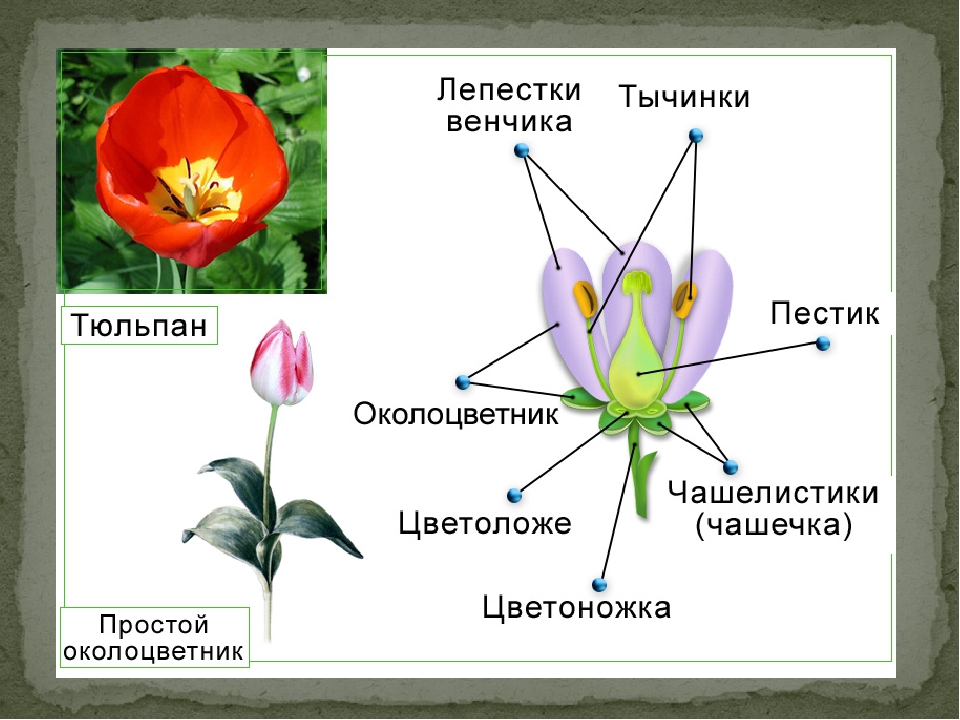 Размножение покрытосеменных схема