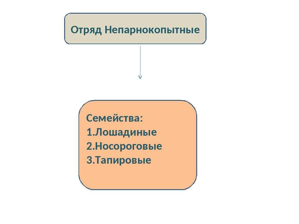 Презентация отряд парнокопытные 7 класс биология