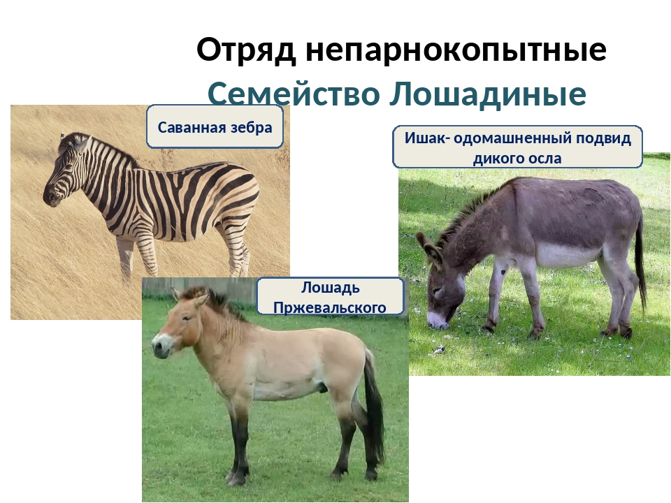 Отряды млекопитающих парнокопытные непарнокопытные 7 класс презентация