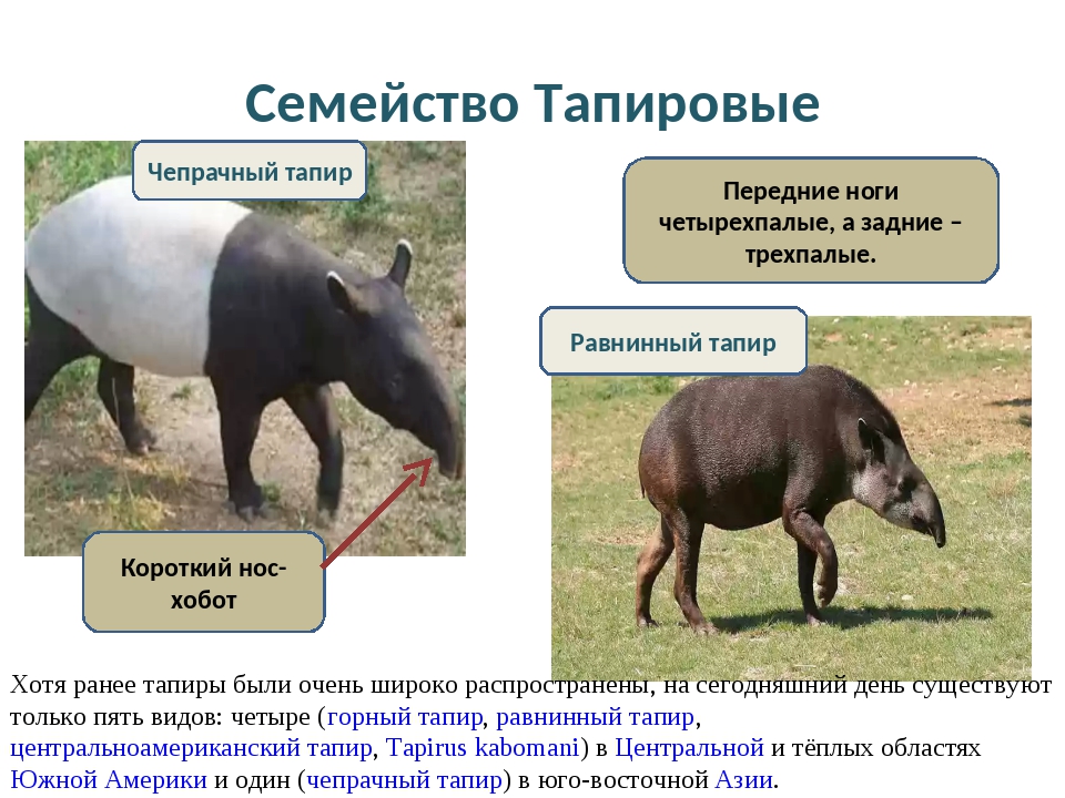 Презентация отряд парнокопытные 7 класс биология