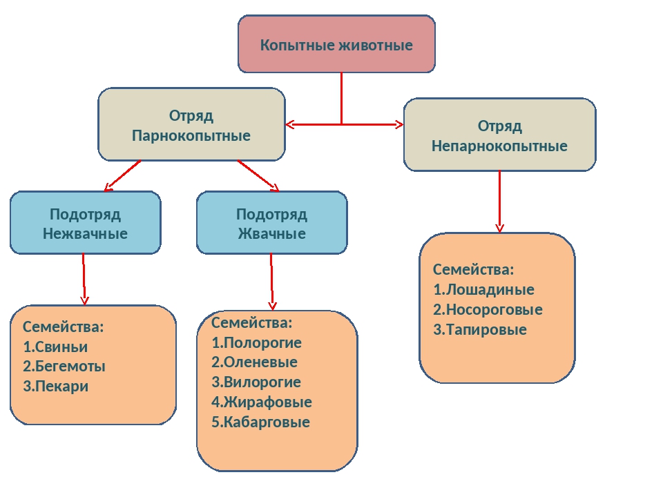 Презентация отряд парнокопытные 7 класс биология