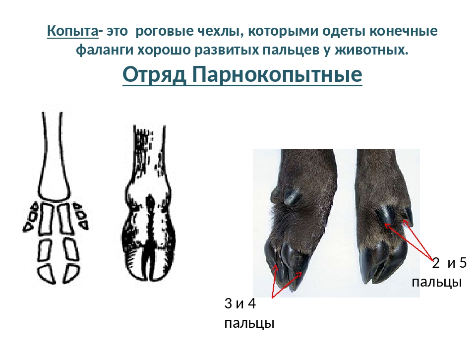 Презентация парнокопытные и непарнокопытные презентация 7 класс