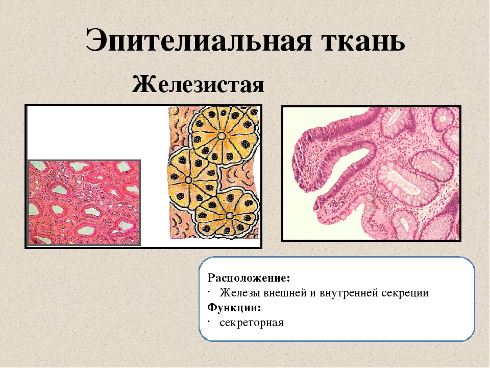 Какие ткани изображены на картинке 8 класс