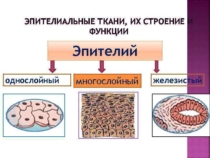 Ткани биология 8 класс. Строение эпителиальной ткани анатомия. Ткани железистые эпителии таблица. Железистый эпителий Тип ткани. Эпителиальные ткани таблица железистый.